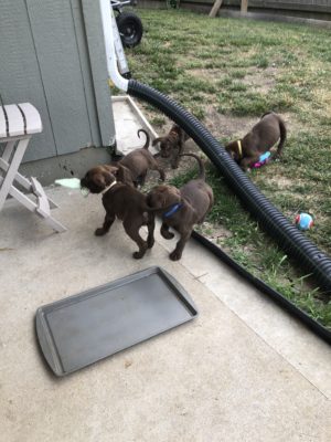 Dark brown puppies