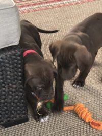 Puppies with a tug toy