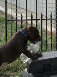 Puppy with a bottle on a string