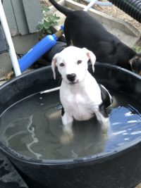 Wet puppy