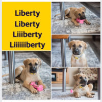 Liberty puppy
