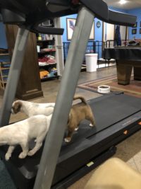 Puppies on a treadmill.