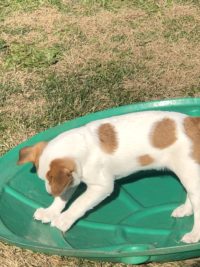 Puppy on tilting lid