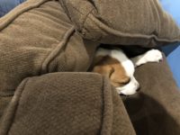 Puppy hiding in cushions
