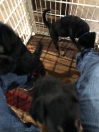 Puppies in a pen