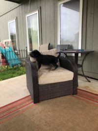Puppy on a chair